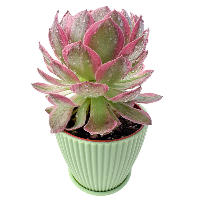 Aeonium Aquaman (4 inch)