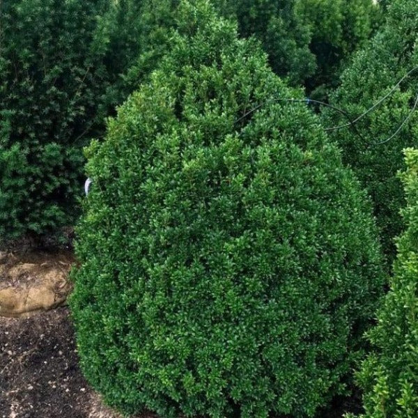dense evergreen shape of American boxwood Shrubs in the landscape