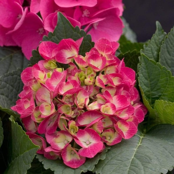 Top view look on the cityline paris hydrangea in its early stages