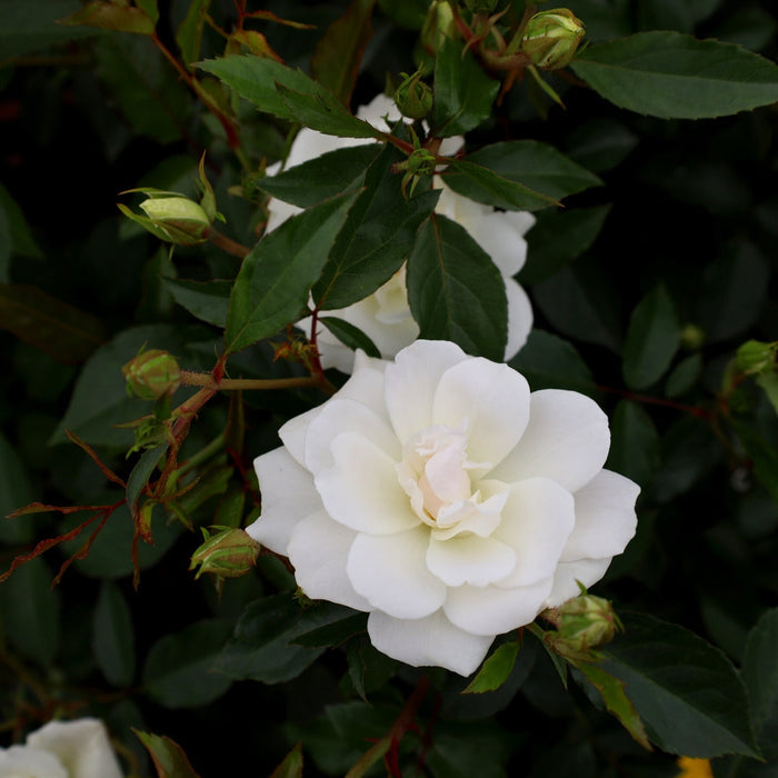 Iceberg rose in a large patio container with white blooms and glossy foliage, paired with lavender and salvia for sunny entry color