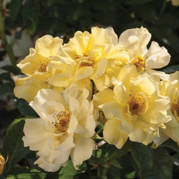 Lemon Drift Rose blooming with yellow flowers fading to creamy white