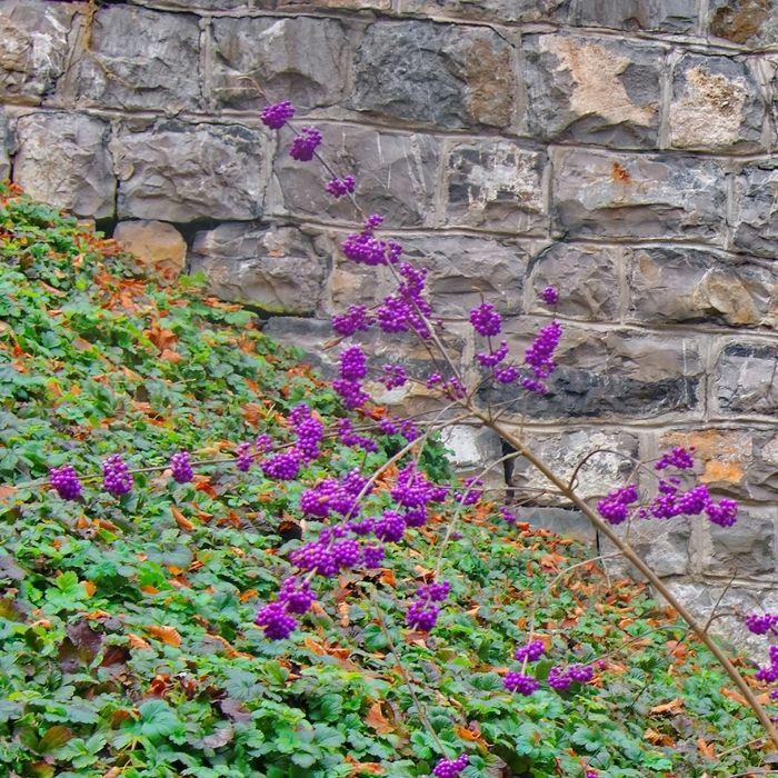 purple berries on Profusion Beautyberry in late fall