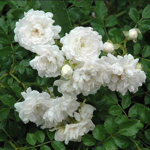 White Drift® Rose blooming with fully double white flowers along a garden walkway
