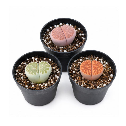 3 Assorted Lithops in 2" Pot Set
