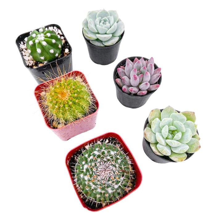 3 Cactus + 3 Echeveria Succulents (2", Random Varieties)