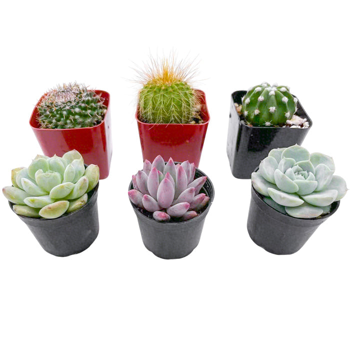 3 Cactus + 3 Echeveria Succulents (2", Random Varieties)