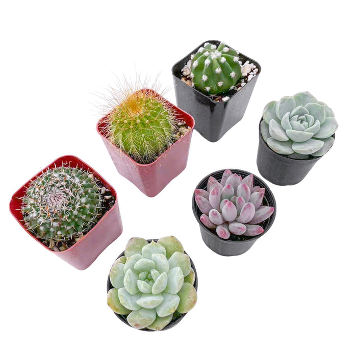 3 Cactus + 3 Echeveria Succulents (2", Random Varieties)