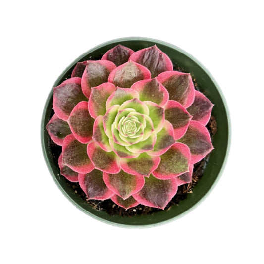 Aeonium Aquaman (4 inch)