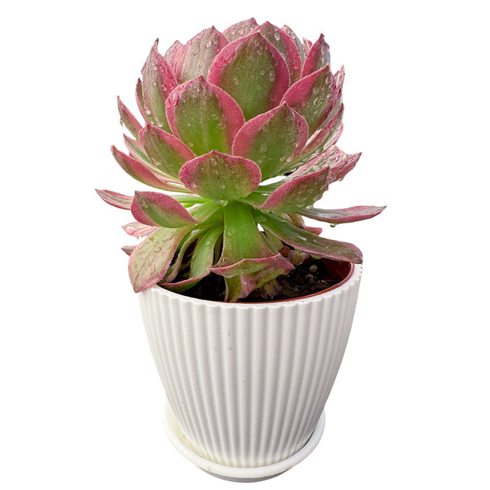 Aeonium Aquaman (4 inch)
