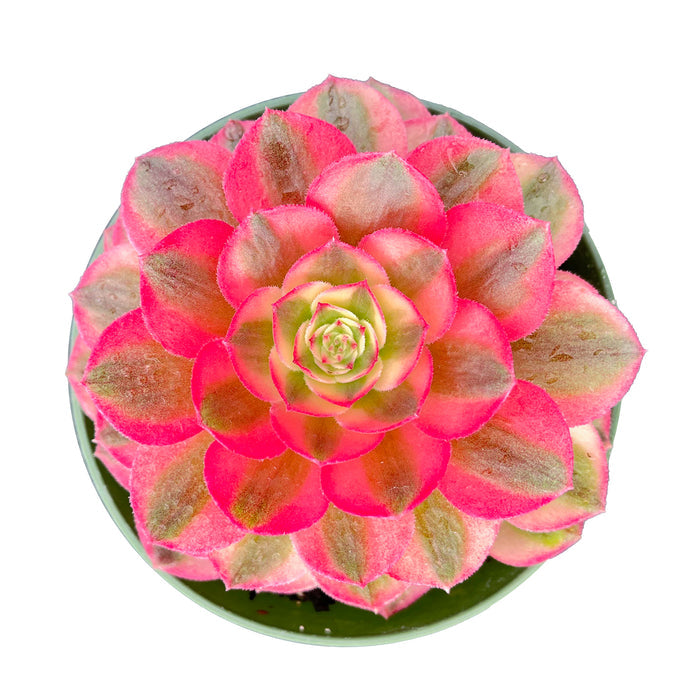 Aeonium halloween var. white colour (4 inch)