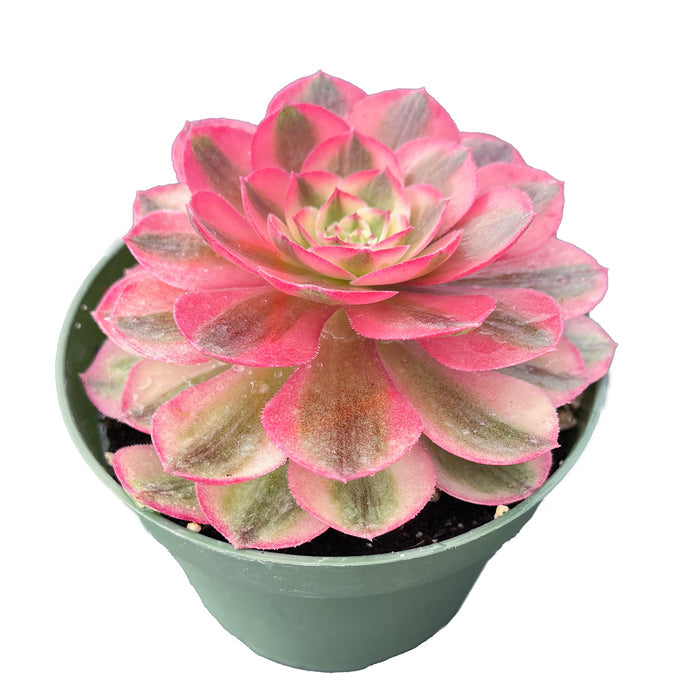Aeonium halloween var. white colour (4 inch)