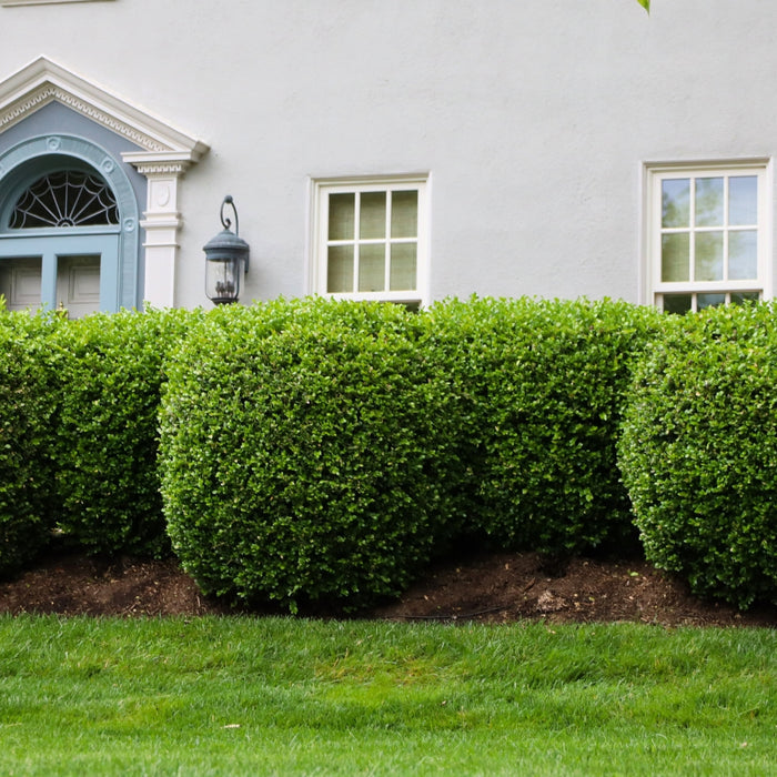 American boxwood hedge in a formal front yard, dense evergreen shrubs creating a classic green wall and crisp foundation structure.