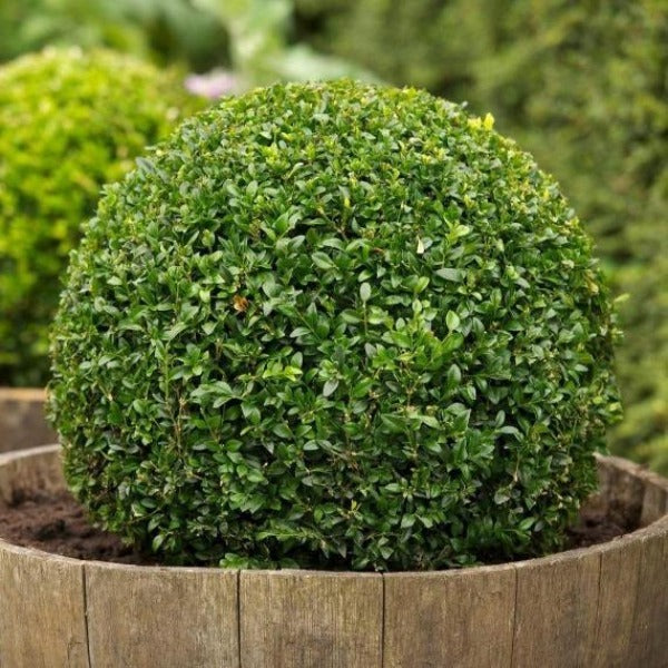 American boxwood in large patio pots by an entry, evergreen structure paired with seasonal flowers for four-season style.