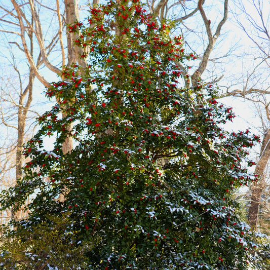 American Holly with glossy evergreen foliage and upright pyramidal form growing in a sunny landscape