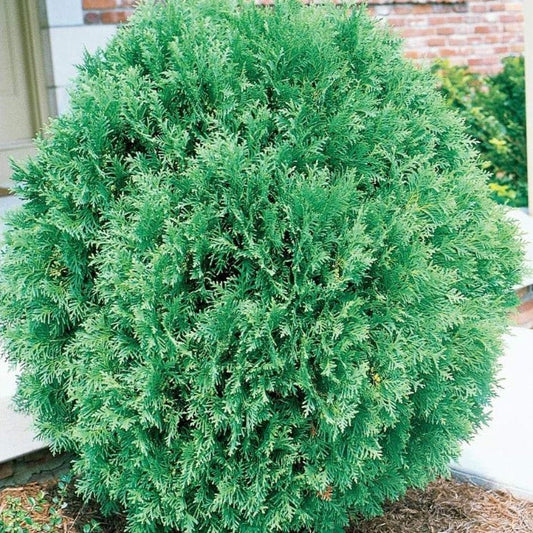 Globe Arborvitae Tom Thumb shrub