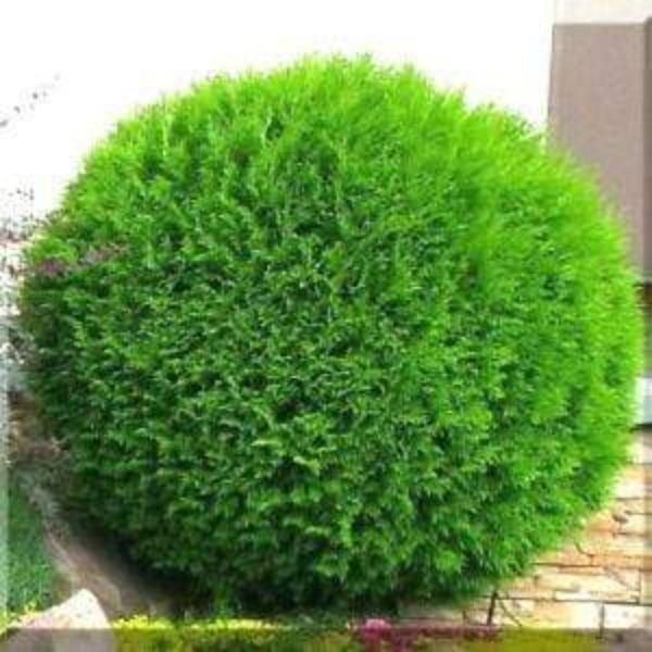 Globe Arborvitae Tom Thumb
