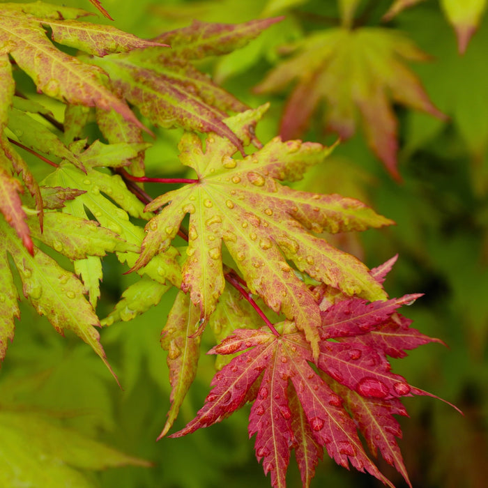 Close-up of Autumn Moon Japanese Maple foliage showing warm yellow, burnt orange, salmon, and chartreuse tones