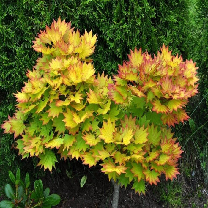 Autumn Moon Japanese Maple growing in a landscape bed with glowing yellow-orange foliage and a compact upright habit