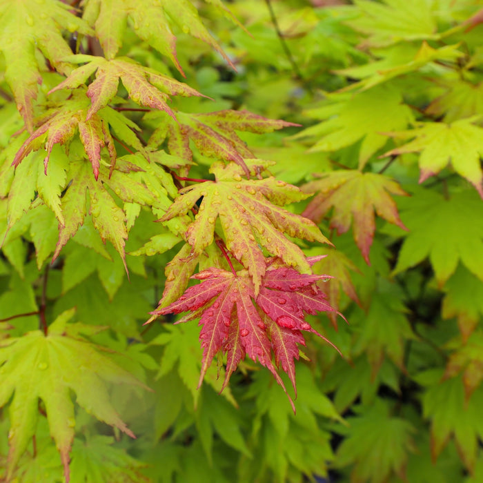 close up view of neon green to vibrant red foliage on autumn moon japanese maple