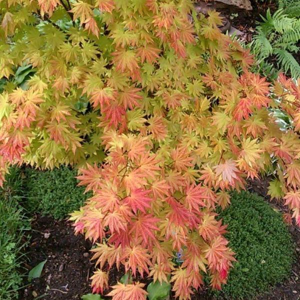 Mature Autumn Moon Japanese Maple with a compact upright shape, airy branching, and luminous multi-color foliage