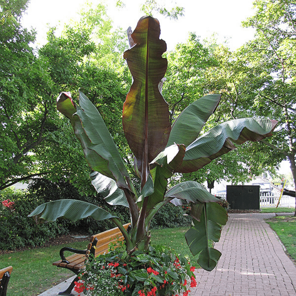 Red Banana tropical plant with burgundy, red-purple, and dark-green foliage