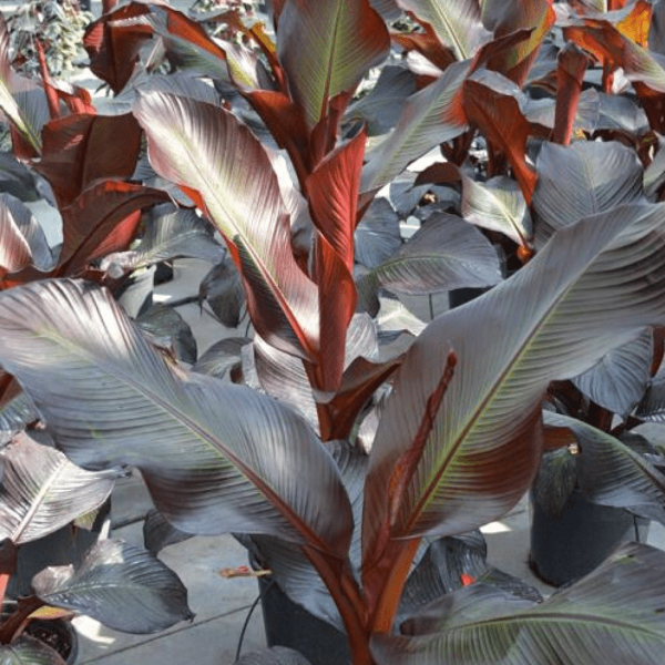 Ethiopian Banana plant with young burgundy-red foliage