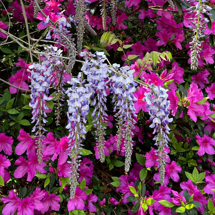 Blue Moon Wisteria climbing with cascading blue-purple flower clusters