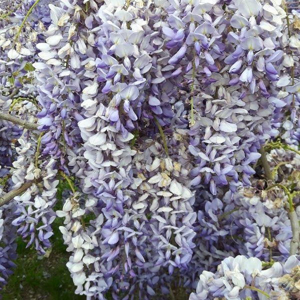 Blue-purple flowers on Blue Moon Wisteria in late spring