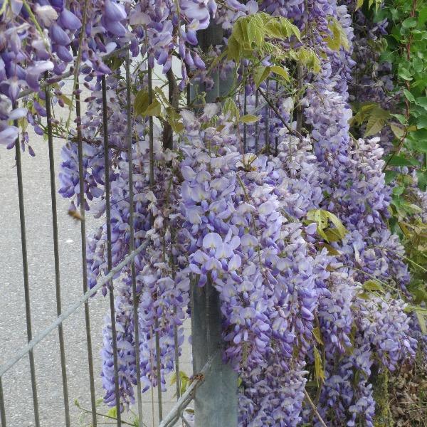 Blue Moon Wisteria blooming on a pergola with hanging flower clusters