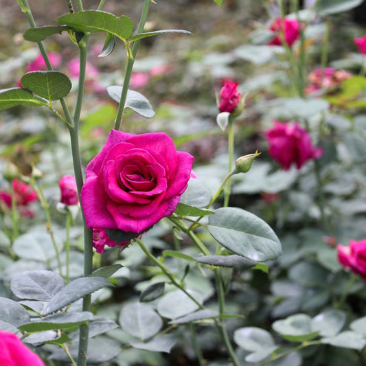 Brindabella Purple Prince Rose shrub blooming in a sunny garden bed with deep purple-red flowers and glossy green foliage