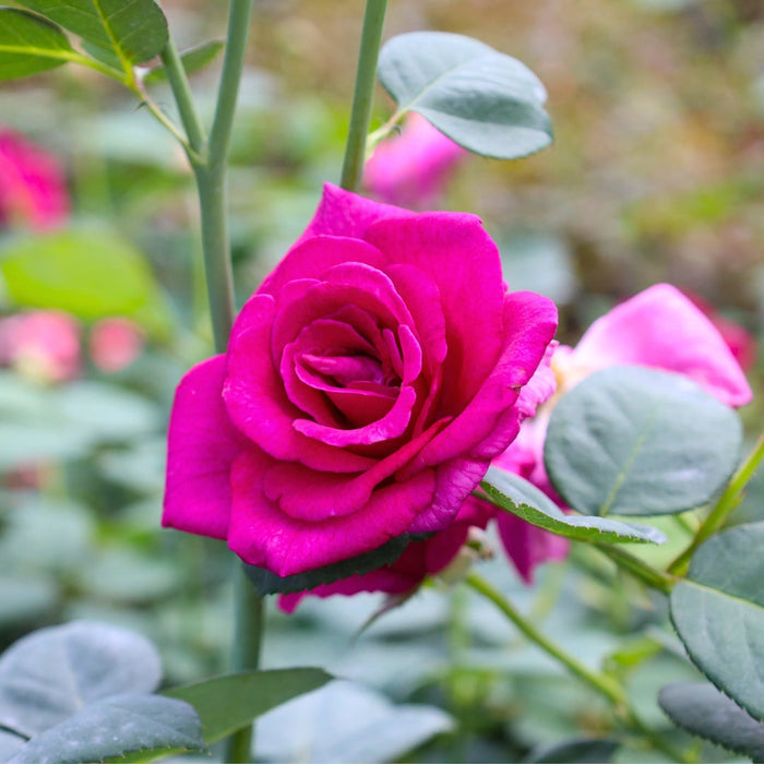 Close-up of Brindabella Purple Prince Rose showing double fragrant blooms in rich purple-red with layered velvety petals