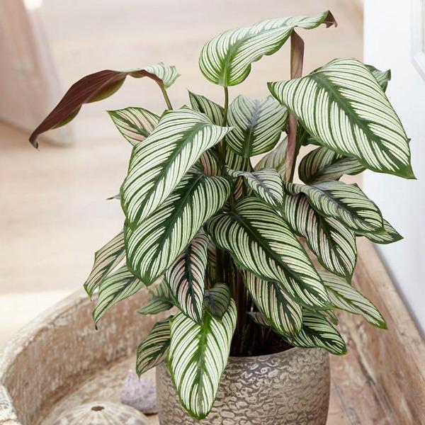 calathea white star have exotic white stripes along dark green leaves