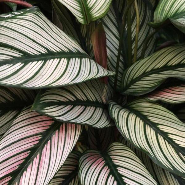 white star calathea majestica look painted but are really striped white