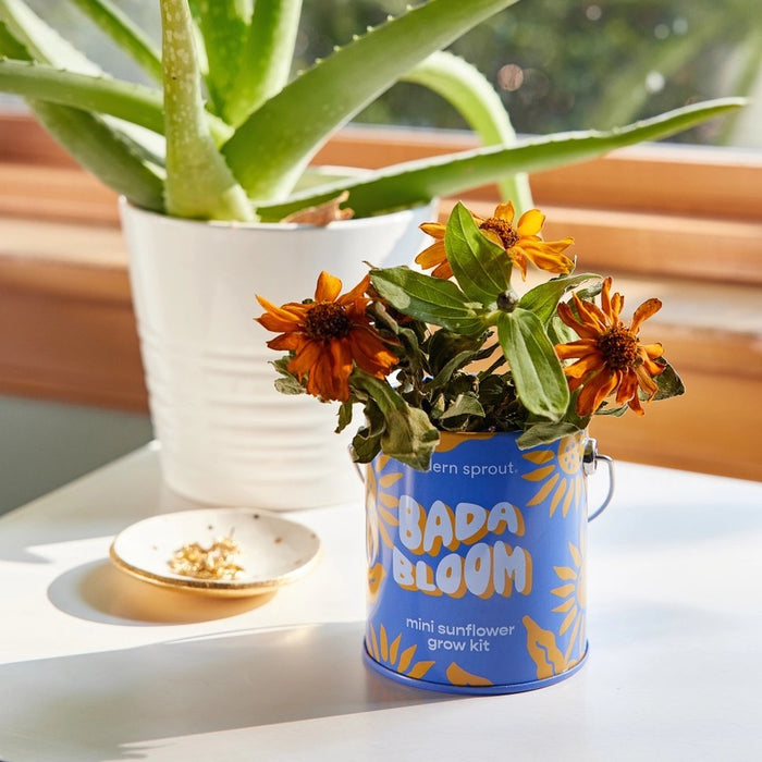 Complimentary Colors Grow Kit