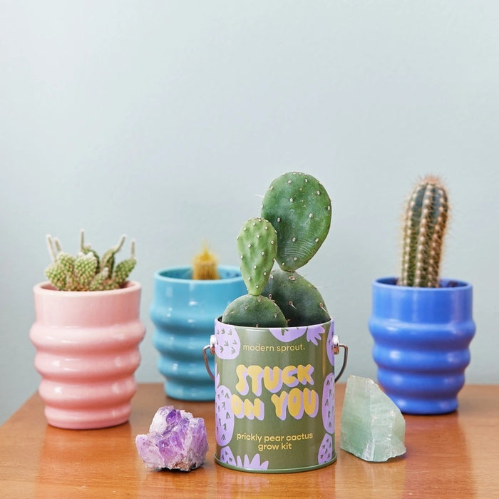 Complimentary Colors Grow Kit