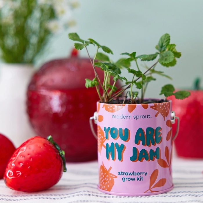 Complimentary Colors Grow Kit
