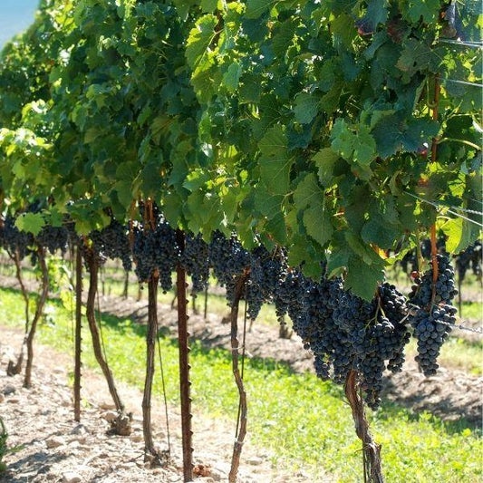Concord grape vine habit on an arbor, vigorous deciduous growth with broad leaves covering a support structure for summer shade.