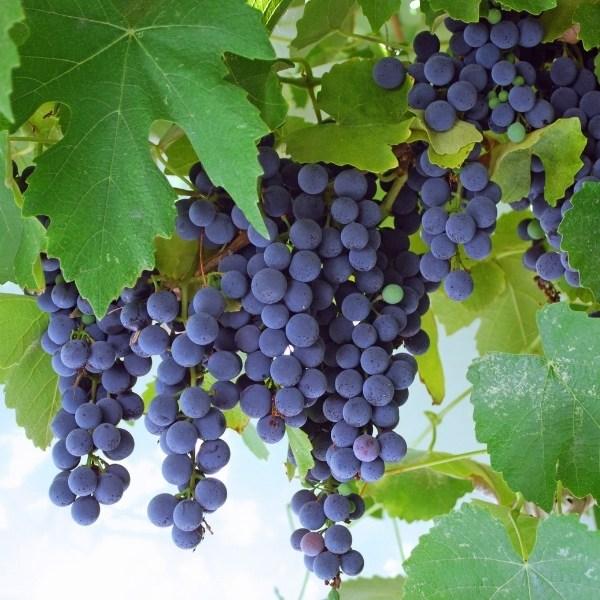 Concord grape vine trained on a trellis, lush green canopy with hanging blue-black grape clusters for edible backyard screening and shade.