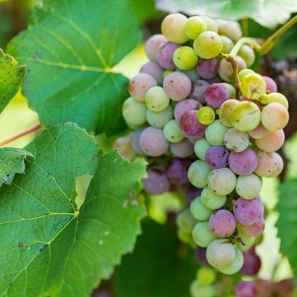 young concord grapes ripening in the summer sun