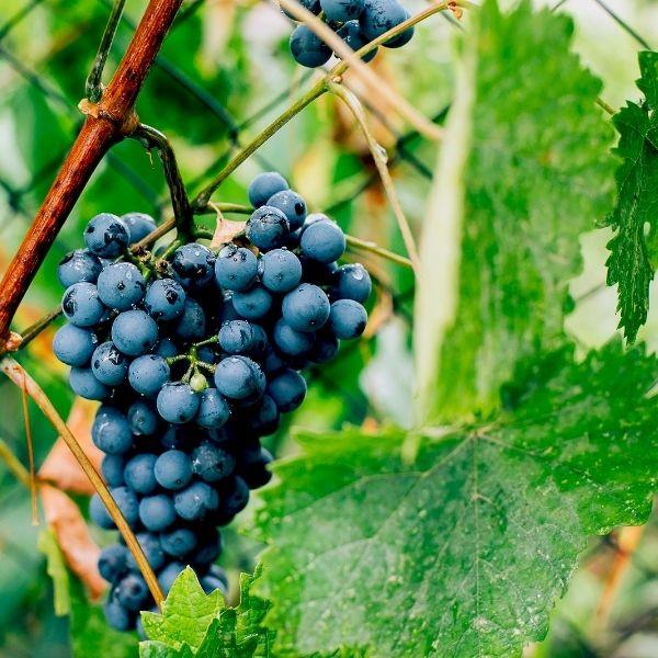 Concord grape vine growing along a fence trellis, edible landscaping that adds privacy and a sweet fall harvest in full sun.