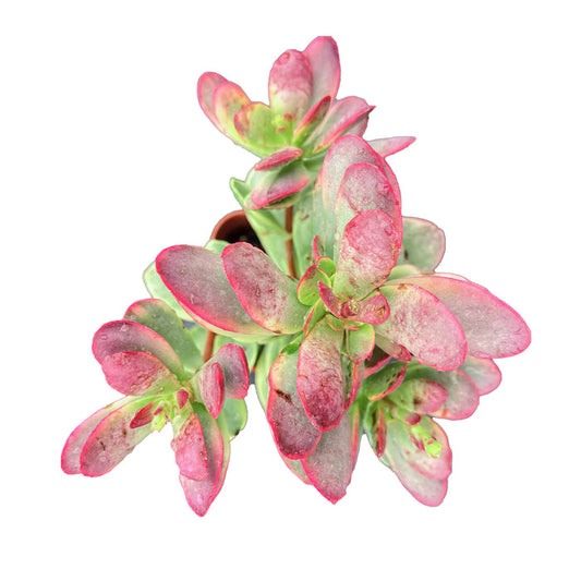 Crassula Platyphylla f. Variegata
