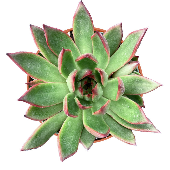 Echeveria Agavoides Wild Horse (4 inch)