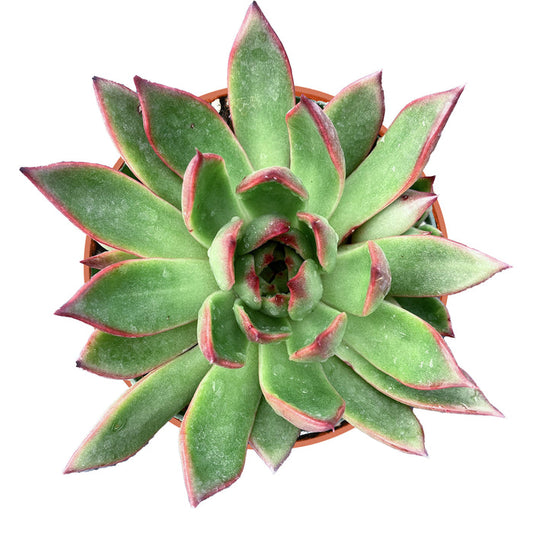 Echeveria Agavoides Wild Horse (4 inch)
