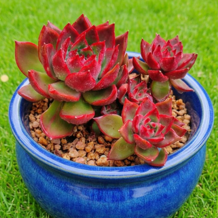 Echeveria Agavoides Wild Horse (4 inch)
