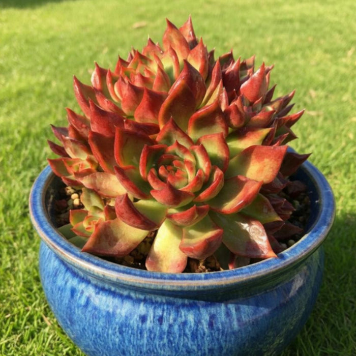 Echeveria Agavoides Wild Horse (4 inch)