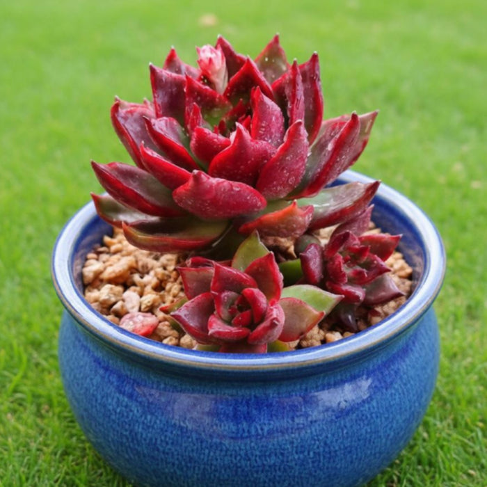 Echeveria Agavoides Wild Horse (4 inch)