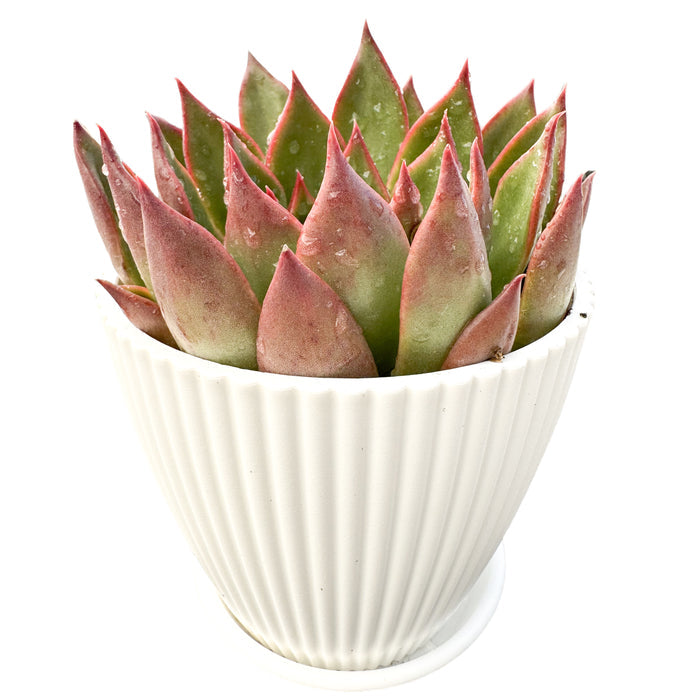 Echeveria Agavoides Wild Horse (4 inch)