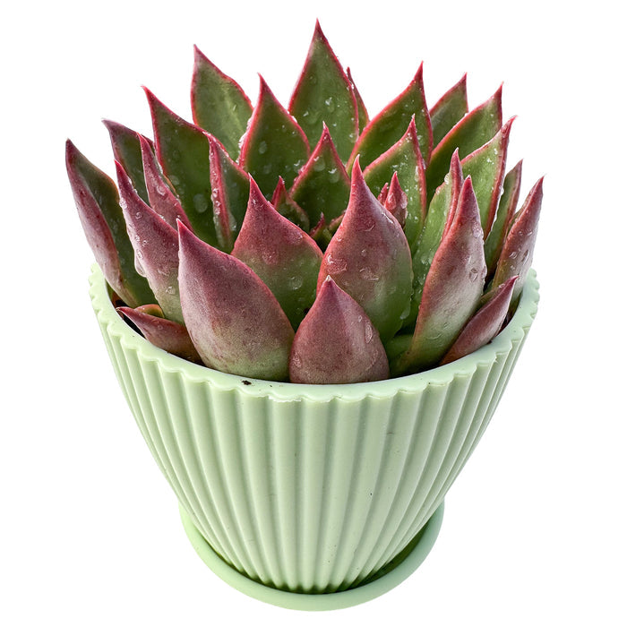 Echeveria Agavoides Wild Horse (4 inch)