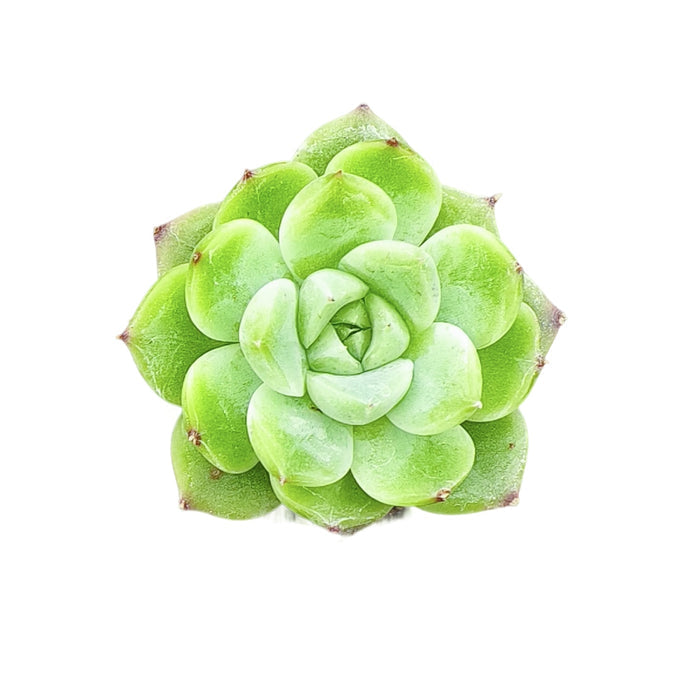 Echeveria 'Tosca Queen'