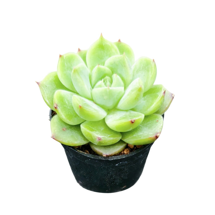 Echeveria 'Tosca Queen'